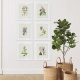 Napa  FLOWER STUDY PRINTS, SET OF 6