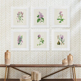 Napa  FLOWER STUDY PRINTS, SET OF 6
