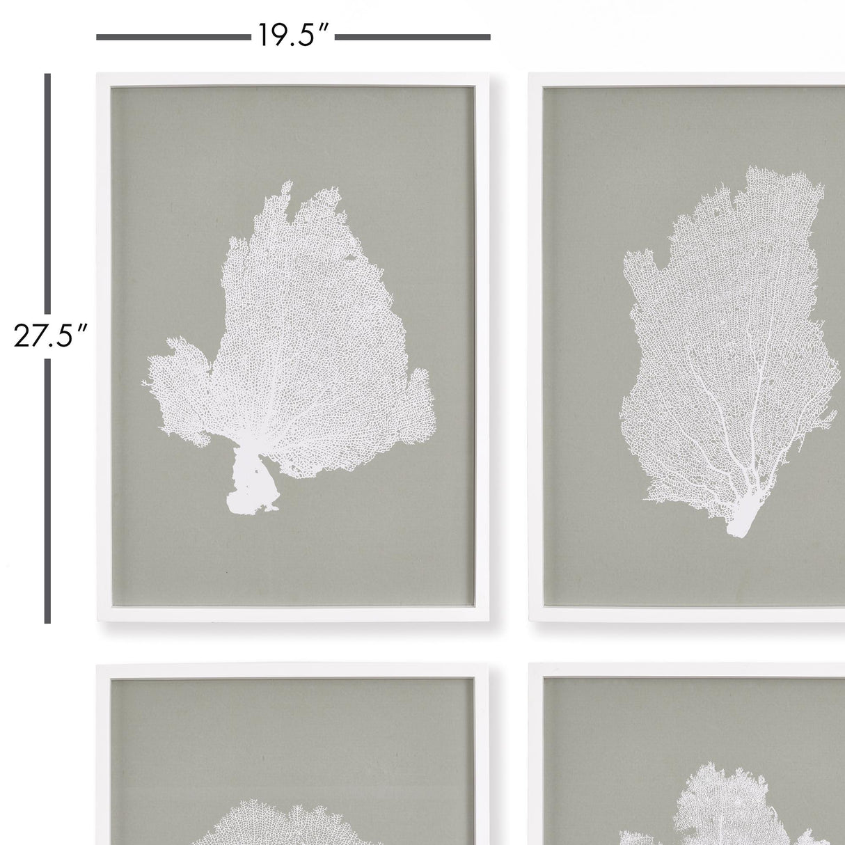 Napa  CORAL FANS STUDY, SET OF 4