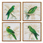 Napa  GREEN PARROTS STUDY, SET OF 4