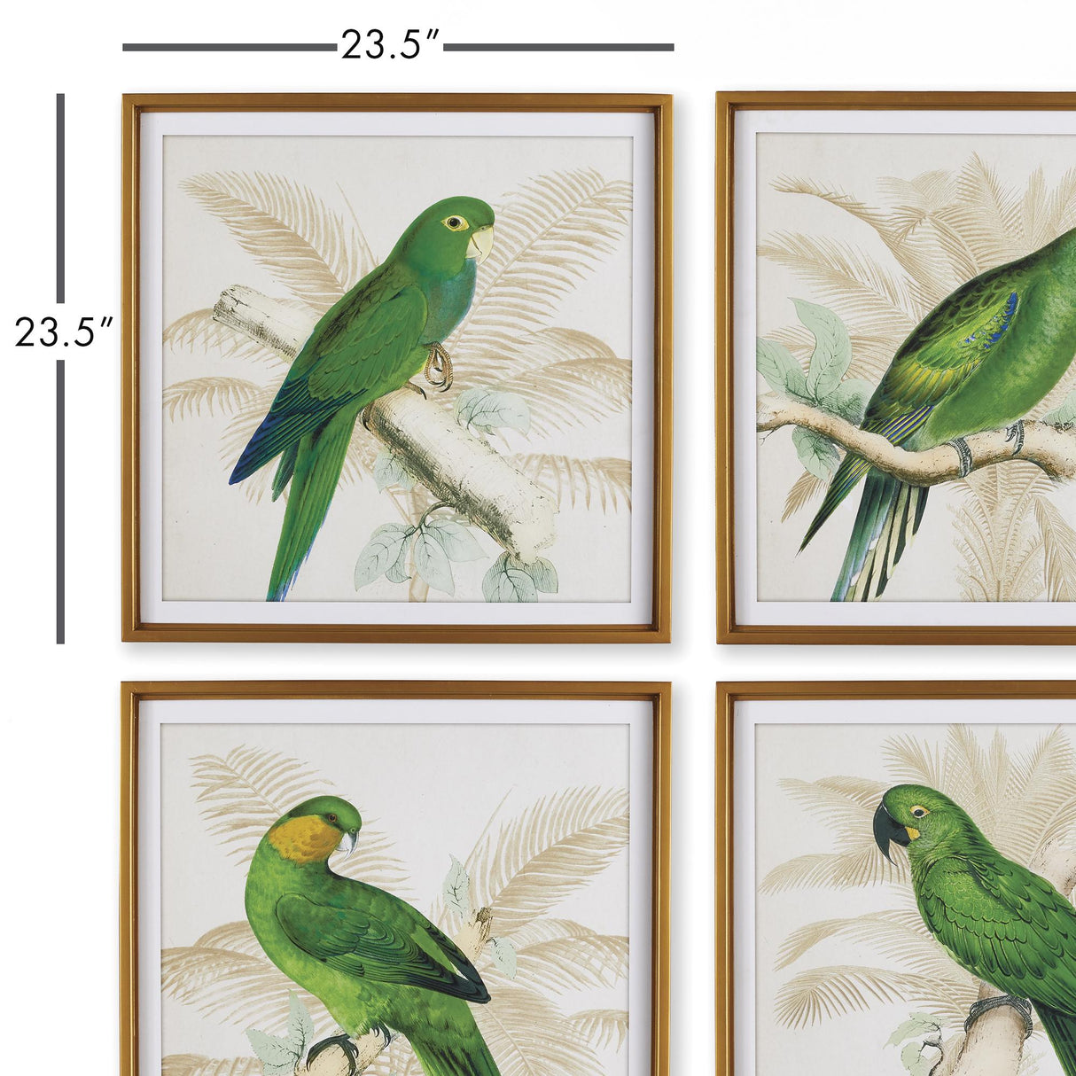 Napa  GREEN PARROTS STUDY, SET OF 4