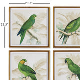 Napa  GREEN PARROTS STUDY, SET OF 4