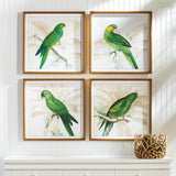 Napa  GREEN PARROTS STUDY, SET OF 4