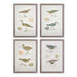 Napa  COASTAL BIRDS STUDY, SET OF 4
