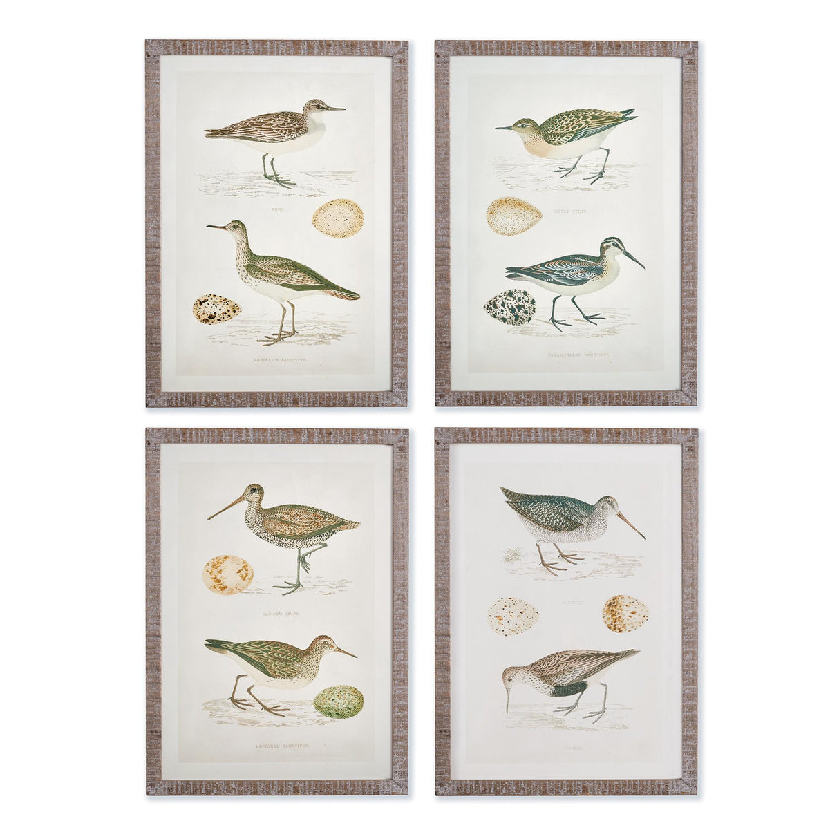 Napa  COASTAL BIRDS STUDY, SET OF 4
