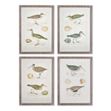 Napa  COASTAL BIRDS STUDY, SET OF 4