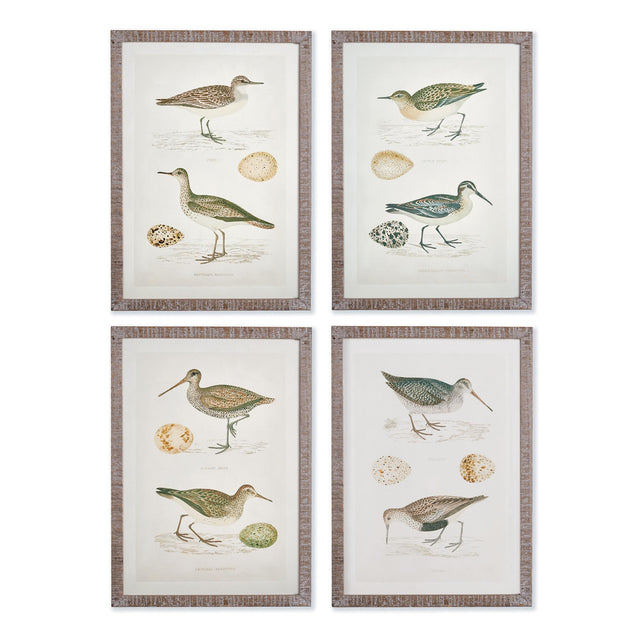 Napa  COASTAL BIRDS STUDY, SET OF 4