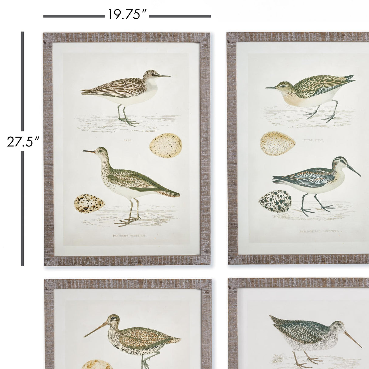 Napa  COASTAL BIRDS STUDY, SET OF 4