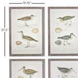 Napa  COASTAL BIRDS STUDY, SET OF 4