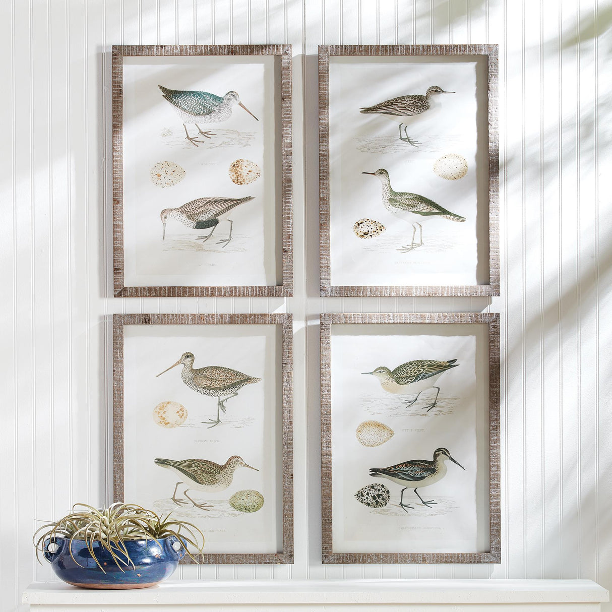 Napa  COASTAL BIRDS STUDY, SET OF 4