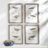 Napa  COASTAL BIRDS STUDY, SET OF 4