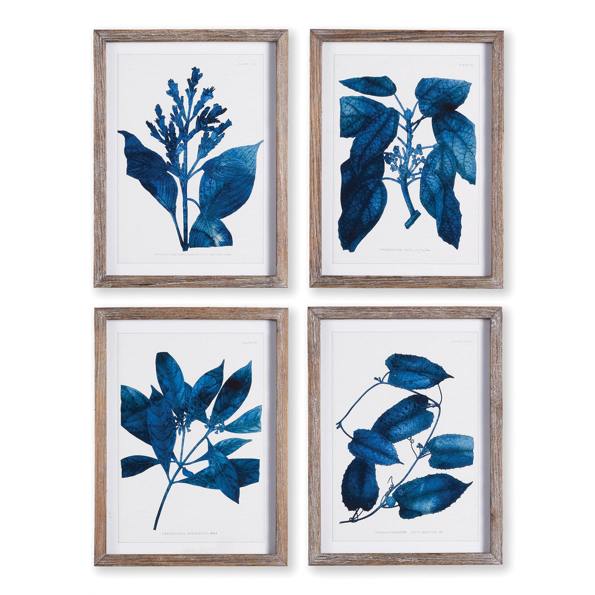 Napa  INDIGO BOTANICALS, SET OF 4
