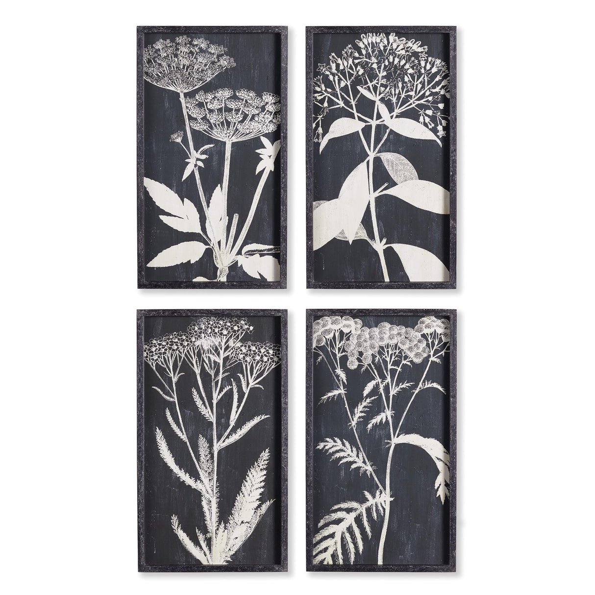 Napa  MONOCHROME QUEEN ANNE'S LACE PRINTS, SET OF 4