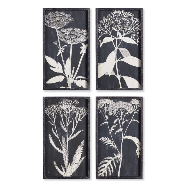 Napa  MONOCHROME QUEEN ANNE'S LACE PRINTS, SET OF 4