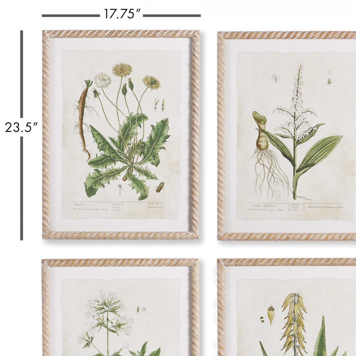 Napa  VINTAGE BOTANICAL STUDY, SET OF 4
