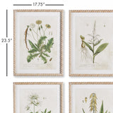 Napa  VINTAGE BOTANICAL STUDY, SET OF 4