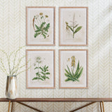 Napa  VINTAGE BOTANICAL STUDY, SET OF 4