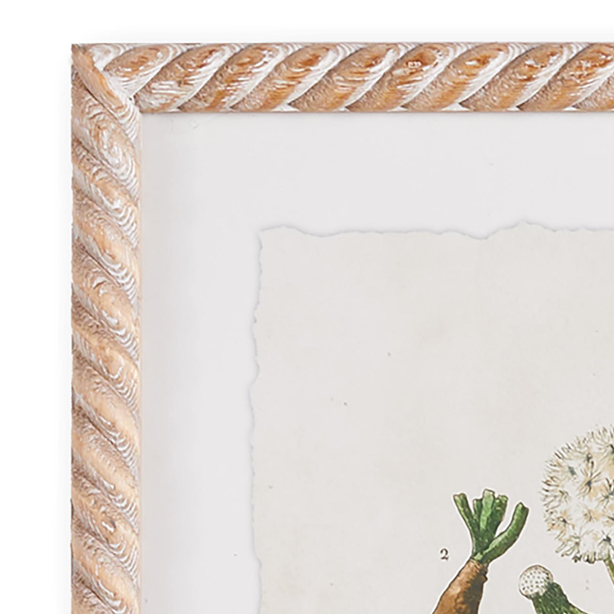 Napa  VINTAGE BOTANICAL STUDY, SET OF 4