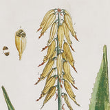 Napa  VINTAGE BOTANICAL STUDY, SET OF 4