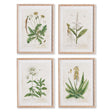 Napa  VINTAGE BOTANICAL STUDY, SET OF 4