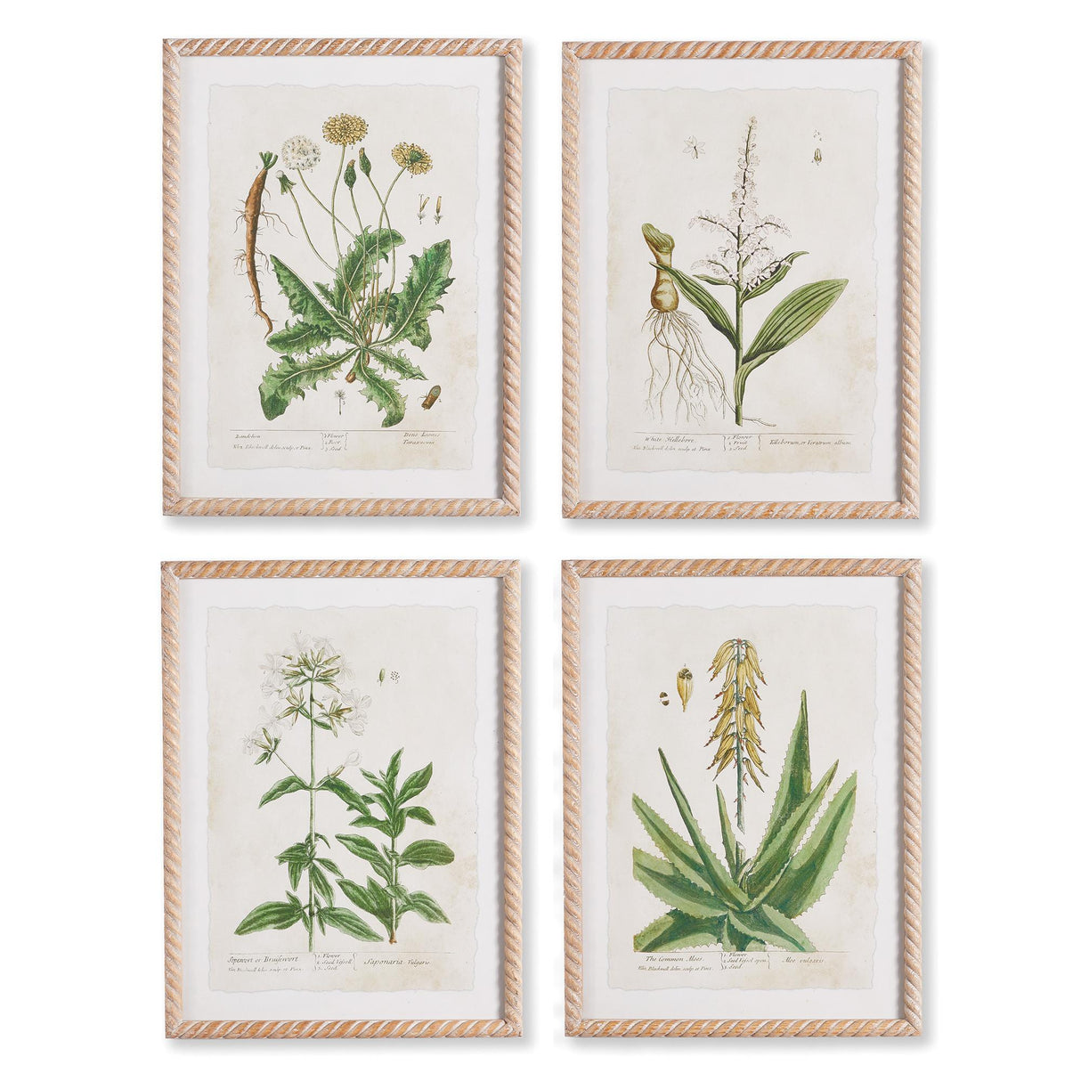 Napa  VINTAGE BOTANICAL STUDY, SET OF 4