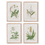 Napa  VINTAGE BOTANICAL STUDY, SET OF 4