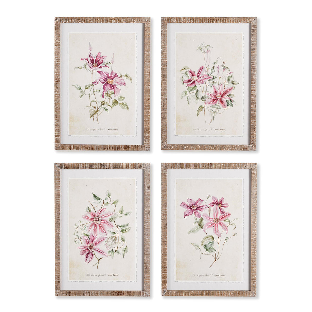 Napa  PINK CLEMATIS PRINTS, SET OF 4