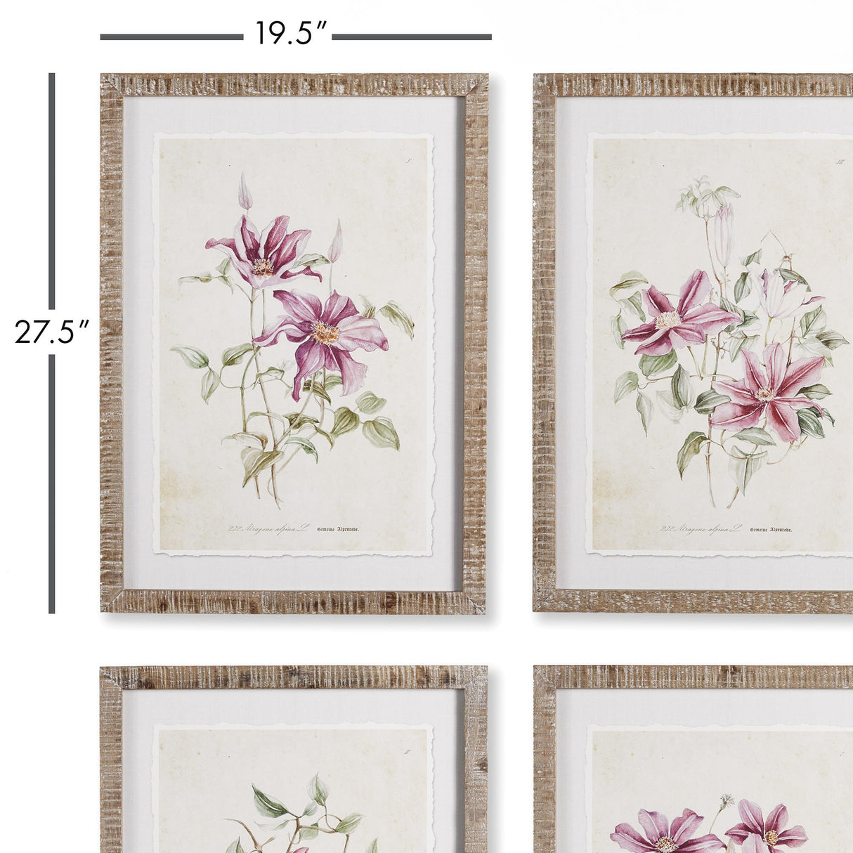 Napa  PINK CLEMATIS PRINTS, SET OF 4