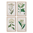 Napa  MEADOW BOTANICAL STUDY, SET OF 4