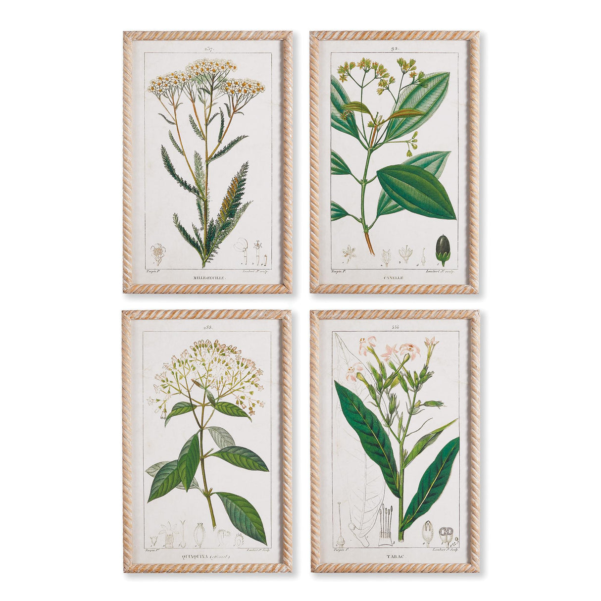 Napa  MEADOW BOTANICAL STUDY, SET OF 4