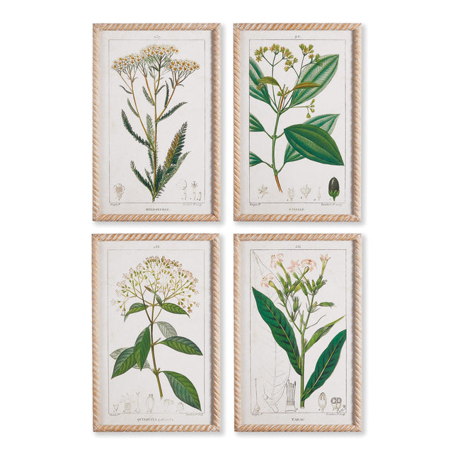 Napa  MEADOW BOTANICAL STUDY, SET OF 4