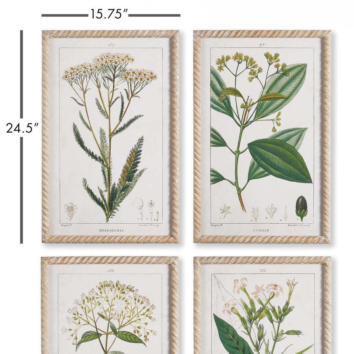 Napa  MEADOW BOTANICAL STUDY, SET OF 4