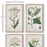 Napa  MEADOW BOTANICAL STUDY, SET OF 4
