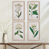 Napa  MEADOW BOTANICAL STUDY, SET OF 4