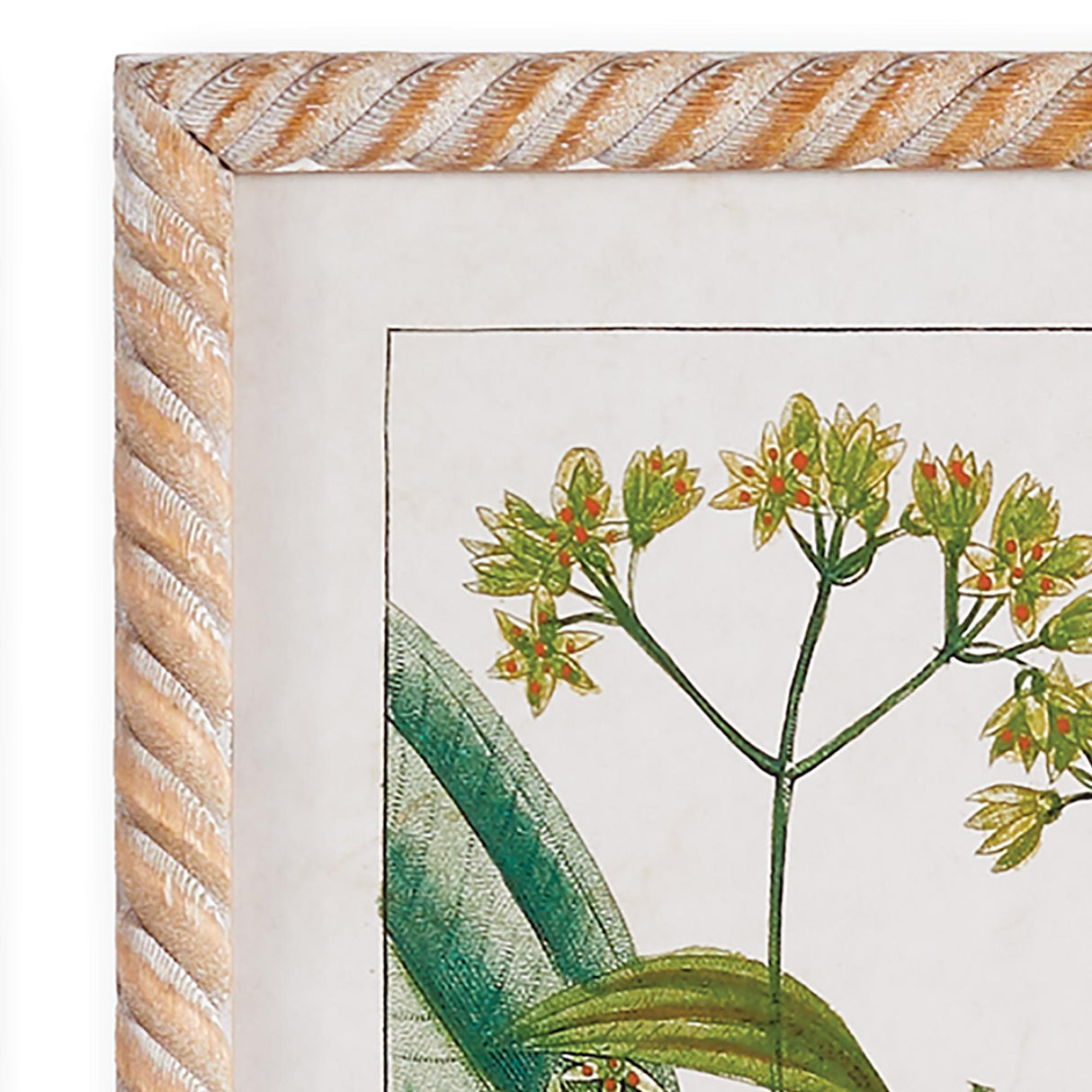 Napa  MEADOW BOTANICAL STUDY, SET OF 4