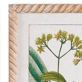 Napa  MEADOW BOTANICAL STUDY, SET OF 4