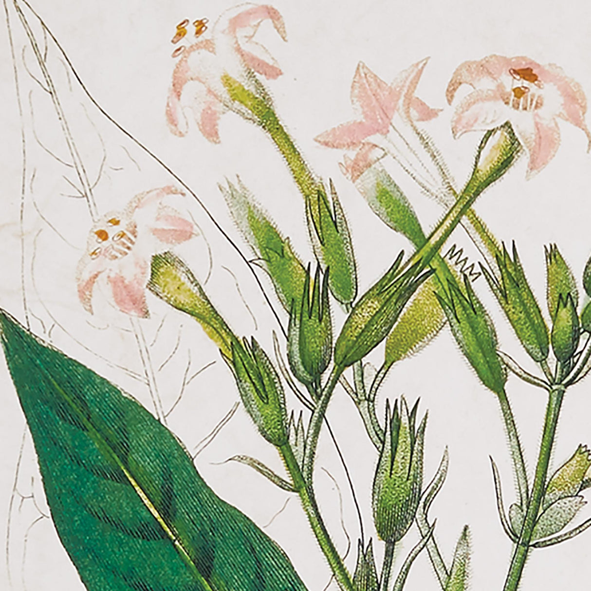 Napa  MEADOW BOTANICAL STUDY, SET OF 4