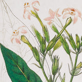 Napa  MEADOW BOTANICAL STUDY, SET OF 4