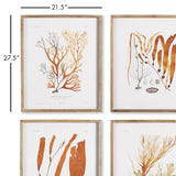 Napa  CORAL REEF STUDY, SET OF 4