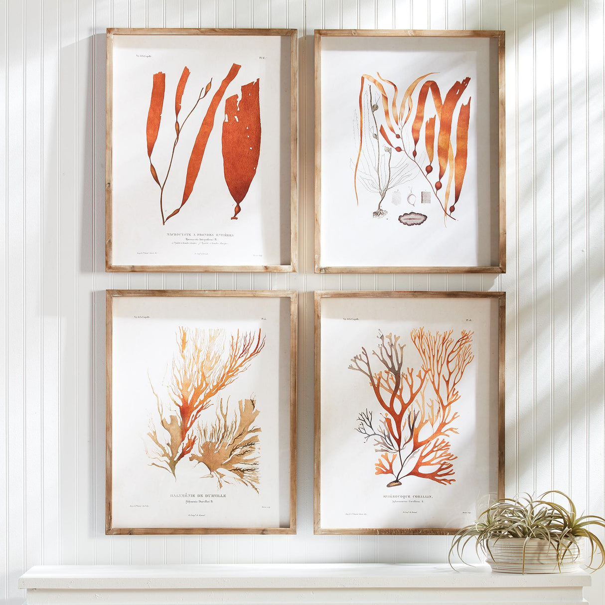 Napa  CORAL REEF STUDY, SET OF 4