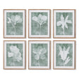 Napa  TRANSLUCENT FLORAL PRINTS, SET OF 6