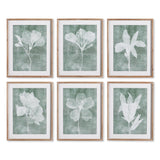 Napa  TRANSLUCENT FLORAL PRINTS, SET OF 6
