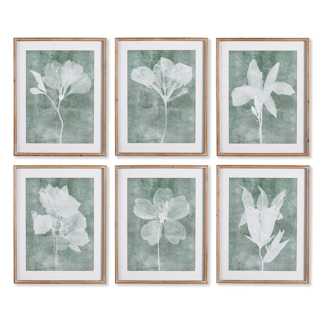 Napa  TRANSLUCENT FLORAL PRINTS, SET OF 6
