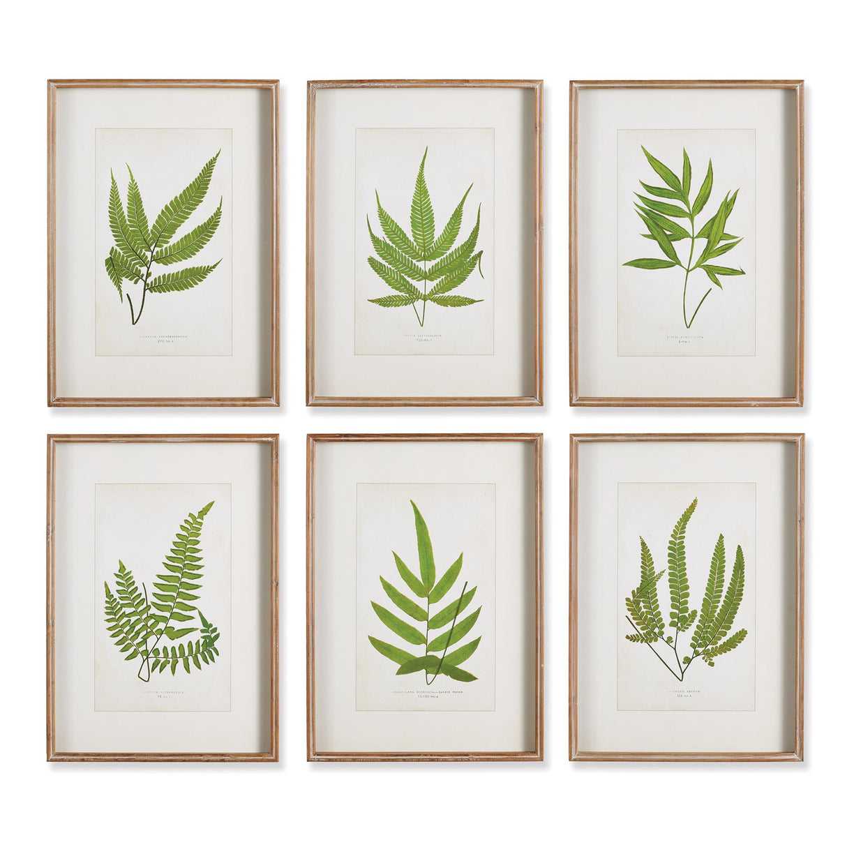 Napa  FOREST GREENERY PRINTS, SET OF 6