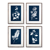 Napa  CYANO BOTANICAL LEAF STUDY, SET OF 4