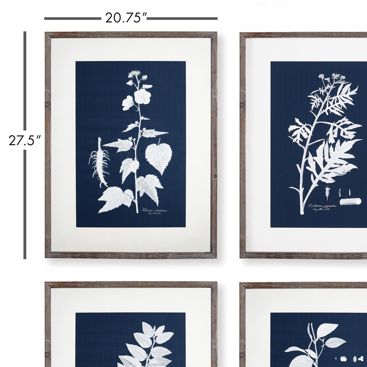 Napa  CYANO BOTANICAL LEAF STUDY, SET OF 4