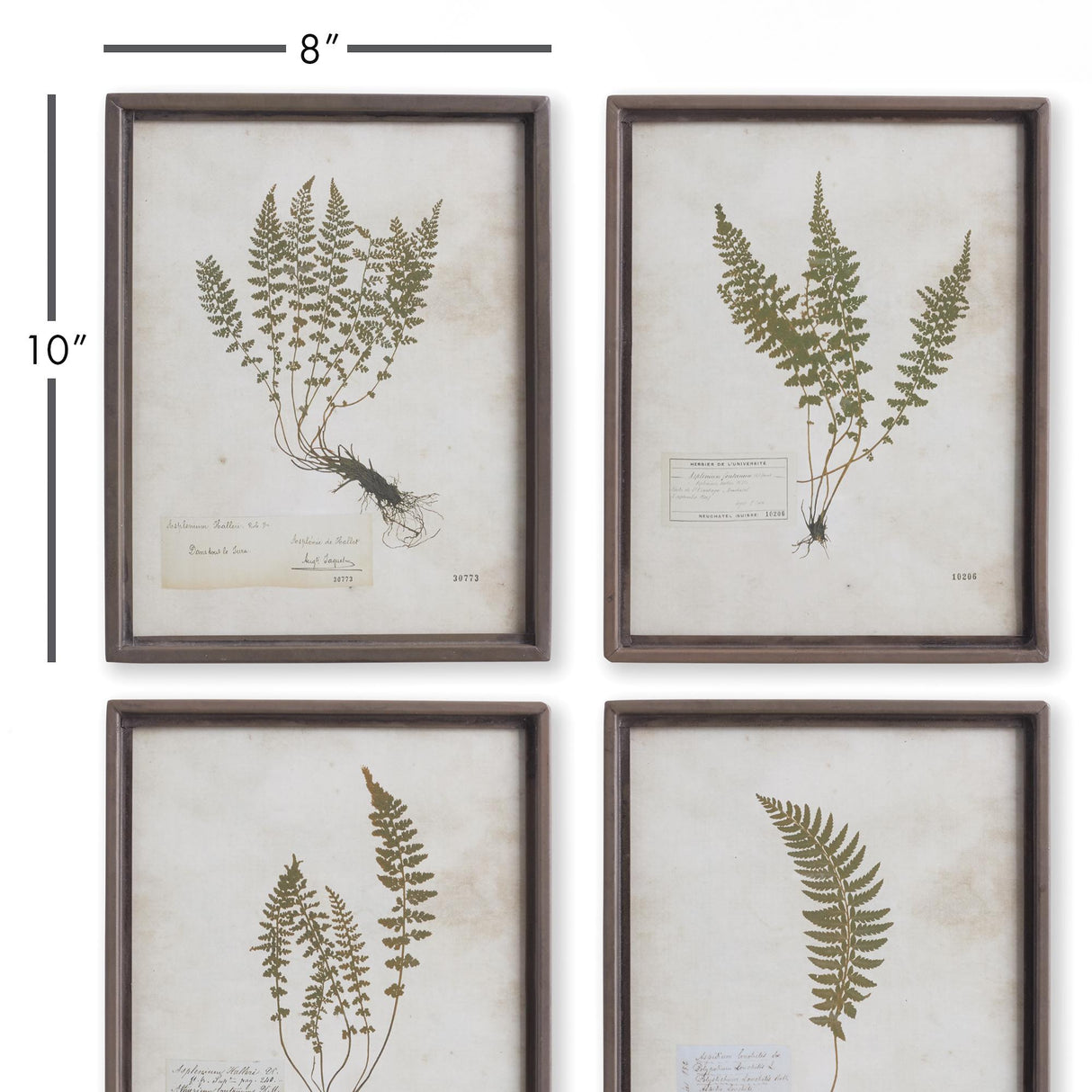 Napa Metal Frames PETITE FROND PRINTS, SET OF 4