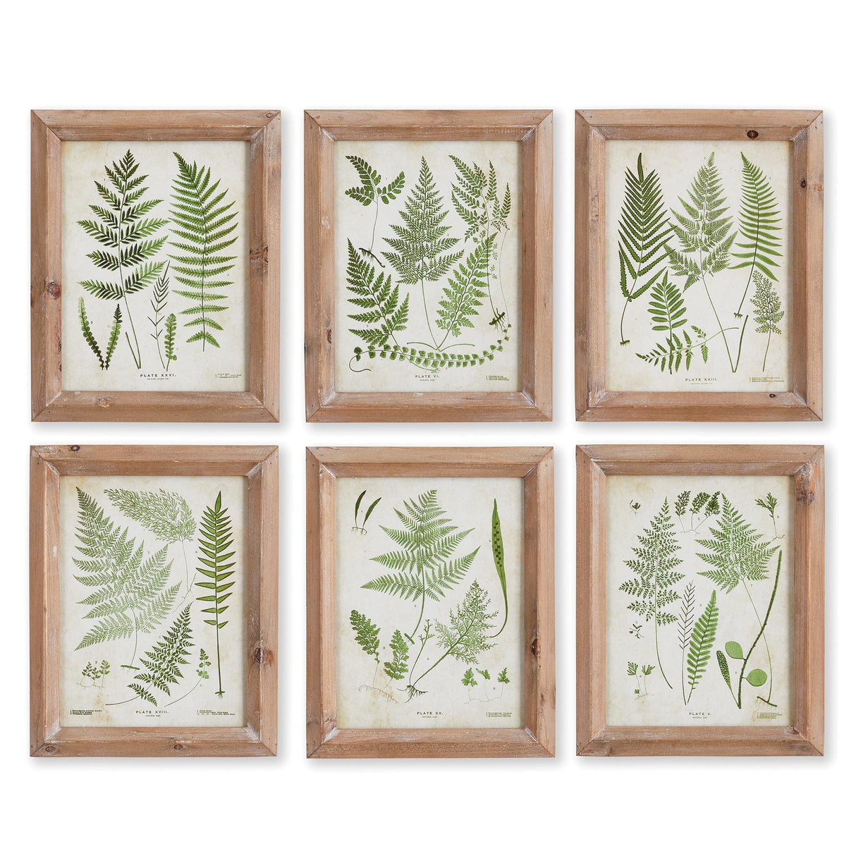 Napa  ASSORTED FROND STUDY PETITE, SET OF 6
