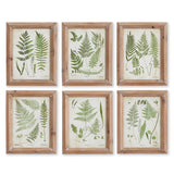 Napa  ASSORTED FROND STUDY PETITE, SET OF 6
