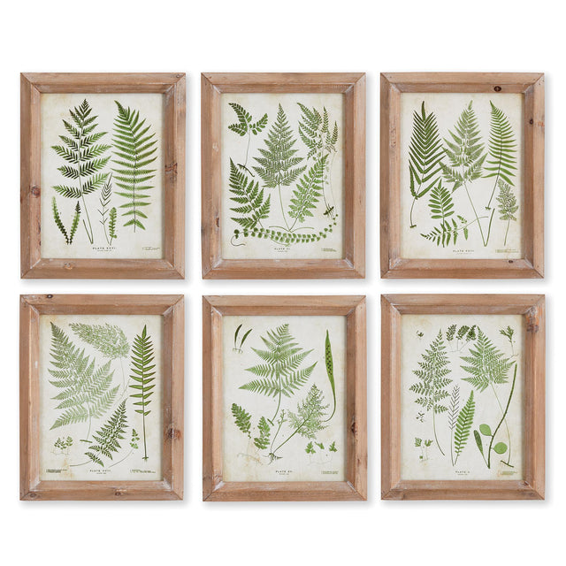 Napa  ASSORTED FROND STUDY PETITE, SET OF 6